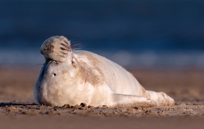 Komt ze weer met een zeehondje...
Ik heb even geen vers materiaal, zit midden in een verbouwing en van fotograferen komt weinig terecht.