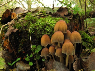 Nog een foto van vorig jaar van een glimmerinktzwam, deze stond bij ons in het bos in grote groepen.