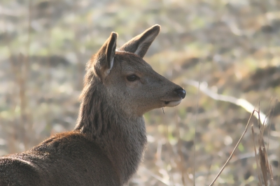 Op vogeltocht liep ik (bijna letterlijk) tegen dit hert aan. Met m'n zoomlens gezocht naar een mooie portrethouding.