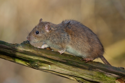 Een nieuwe gast op mijn vogel-voertafel. Tijdens twee uurtjes zitten kwam deze rat zeker 30 keer op de tafel om een zonnebloempit te halen. Ik had hem er nog nooit eerder gezien maar hij wist duidelijk de weg. Prachtig beest. Het schelden van de mezen, roodborst en winterkoning was ook geweldig.