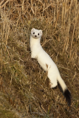 De wonderbaarlijke ontmoeting met de Hermelijn in koningskleed is denk ik een ervaring voor het leven...
Al meerdere keren heb ik in de schemering iets wits snel door het landschap zie bewegen, zonder goed te kunnen zien welk dier zo mijn aandacht wist te trekken.
Dit prachtige exemplaar was verderop in het veld aan het muizen vangen en kwam na het oppeuzelen van n tamelijk dicht in de buurt van de mobiele kijkhut om even behaaglijk te poseren in het talud .....