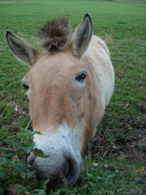 Een eerste portret foto van een groot dier dat niet al te ver was,moeilijkheidsgraad minimaal.