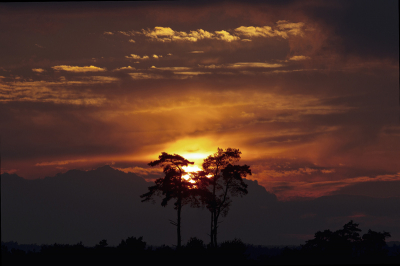 Ook in de herfst en winter kan je mooie zonsondergangen fotograferen op de hoge veluwe. Deze karakteristieke vliegden is met de 500mm gemaakt.
Speciaal gekozen voor de centrale ligging van de zon.