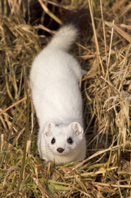 Het gevaar bestaat dat er inmiddels sprake is van een Hermelijn verzadiging op NP.... Toch vind ik ook deze 'close encounter' de moeite meer dan waard om hier te delen.
Wat een leuk dier is dit en wat bezorgt ze me nog steeds een goed gevoel als ik aan onze ontmoeting terug denk...