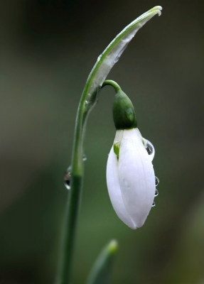 Dit was het  eerste sneeuwklokje dat ik dit jaar zag, ruim een week geleden. Ik vond het leuk om deze voorbode van de lente vast te leggen op een foto... het was een mistige vochtige dag, maar dat maakte het beeld erg mooi met de kleine waterdruppeltjes op het klokje.
Aangezien ik voor een goede opname erbij moest gaan liggen, was het gevolg dat mijn broek zwart van de modder was na het maken van deze foto... je moet er wat voor over hebben af en toe ;)
