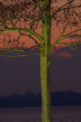 Nog eentje op eerste kerstdag...geen denneboom maar wel groen. Met de resterende gloed van de ondergaande zon als achtergrond bevallen de kleuren mij wel. Hopelijk vinden jullie dit ook leuk.