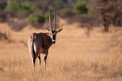 De spiesbok. Een dikke nek en een grijze vacht kenmerken de spiesbok (Oryx/gemsbok) die een schouderhoogte heeft van 1.2m. Het meest karakteristieke aan de spiesbok zijn de twee enorme horens die kaarsrecht schuin naar achteren steken en een maximale lengte bereiken van 2m. 
Hoewel de horens van de Spiesbok geduchte wapens zijn, zal dit dier bij een aanval vrijwel altijd vluchten. In het nauw gedreven zal de Spiesbok zich fel verdedigen, maar slechts sporadisch komt hij zegevierend uit de strijd. Spiesbokken houden van savanne en woestijnsteppe. Ze hebben geen territorium maar trekken rond over grote afstanden, op zoek naar weidegronden. Gras is het hoofdvoedsel, maar de spiesbok eet ook (boom)wortels en wilde vruchten. Als er water is, zal de spiesbok regelmatig drinken, maar hij kan ook zeer lang zonder.