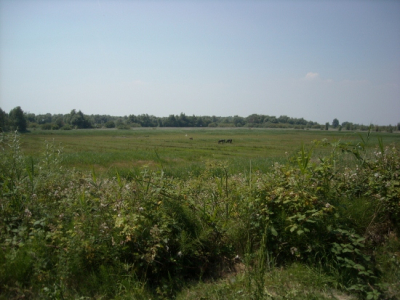 Een foto van zowel het landschap als de dieren (al dan niet in de verte) van het Lepelaarsplassen.....