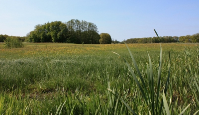 Mooie dag in mei, gemaakt tijdens een wandeling in het stroomdallandschap Drentse AA.