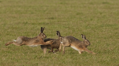 Dat het voorjaar er toch aan gaat komen kun je onder andere zien aan het gedrag van de hazen... Het is ook in onze taal verankerd... 'Ik weet hoe de hazen lopen....'