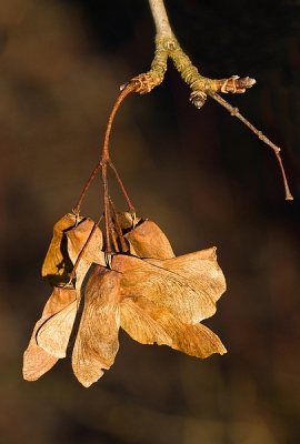 Al een tijdje geleden dat ik hier wat geplaatst heb. Nu ik een macro lens heb gekocht zal ik wat vaker foto's plaatse. Dit was een van mijn eerste foto's met mijn nieuwe lens.