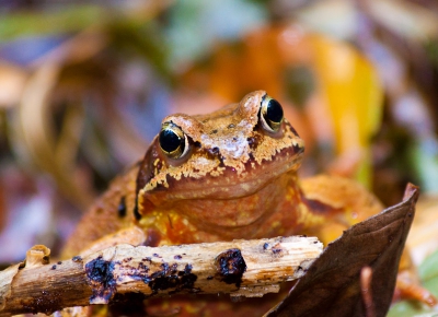 Wandelend door de bossen van Luxemburg in de herfst viel deze kikker helemaal niet op. Totdat hij vlak voor me weg sprong.

Rustig op mijn knien gaan zitten en ingezoomd op zijn snuit. Met dit resultaat, een prachtige kleurrijke close-up die uitstekend de goede camouflage van de bruine kikker laat zien.