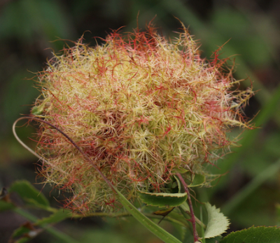 Bij een van m'n eerste 'fotosessies' kwam ik deze tegen in de duinen. Wist niet wat het was maar vond het wel fotogeniek. Ben na publicatie op internet achter de naam gekomen (gal van de Diplolepis rosae)