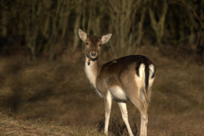 prachtige dag om te wandelen en toen kwamen we deze ree tegen.
Deze ree is zeker niet schuw, dat maakt het fotograferen wel makkelijk.