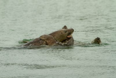 't is heel lang geleden dat ik hier foto's heb geplaatst, dus weer eens tijd voor een terug keer. Het licht zat niet echt mee. Maar daar hadden deze zeehonden geen last van tijdens het spelen.