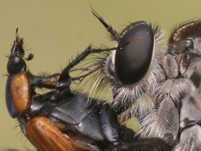 100% crop van mn foto van de roofvlieg. Op het kleine nederpix formaat valt een hoop detail weg van macrofoto's