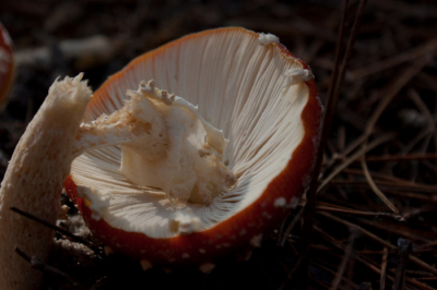 prachtige dag om te wandelen in Schoorl, mooie paddestoelen te zien en te fotograferen.
deze vliegenzwam was omgevallen