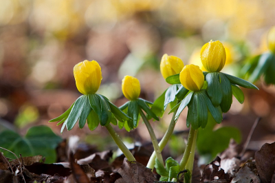 Het voorjaarszonnetje is nog net niet warm genoeg om de bloem te openen. Maar met iets meer zon gaat het blad glimmen en geeft problemen bij de belichting. Het blijft een dilemma.