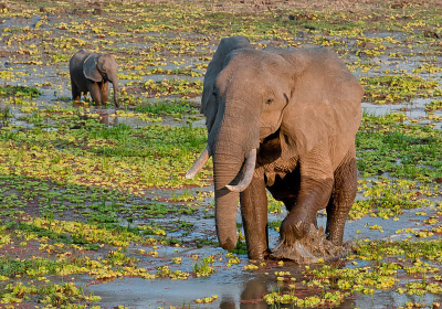 Het South Luangwa national Park is naar mijn mening een van de mooiere natuurparken van Afrika. De met groene "sla" bedekte lagoons zie je hier veel, vooral in het begin van het jaar. In oktober zijn de meeste van deze lagoons uitgedroogd. Speciaal voor Nederpix hier een uitzondering compleet met 2 welbekende maar altijd mooie plaatselijke bewoners.