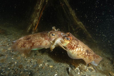 In mei komen de zeekatten in de Oosterschelde paren. Er zijn van samengebonden takken "dakjes" geplaatst om de dieren hun eieren op af te laten zetten. 
Nikon D100 in onderwaterhuis, 12mm objectief en 2 Inon flitsers.