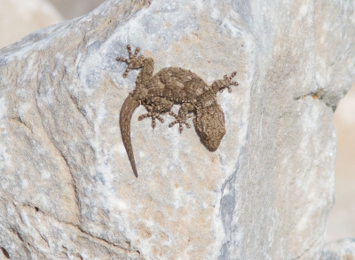 Vlakbij het vliegveld van Malaga ligt een mooi klein natuurreservaat. Daar lag deze murrgekko lekker te zonnen.