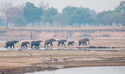 South Luangwa is een waar paradijs voor olifantenliefhebbers (en talloze andere mooie zoogdieren en vogels). Deze foto is om 05.50 uur 's morgens gemaakt bij het eerste licht vanuit een priv kamp net buiten het park. Daar zie je meerdere keren per dag groepen olifanten de rivier oversteken, die in oktober op zijn laagste peil is.