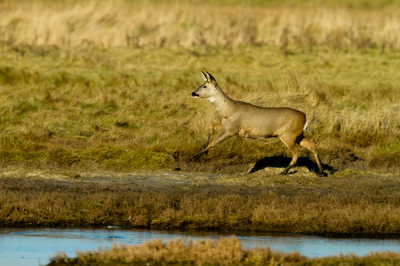 Deze foto is van een paar weekjes terug. Was aan het vogelen totdat ik een groepje Reeen door het veld zag rennen. Ze kwamen best dichtbij en redden het net met de 500mm.