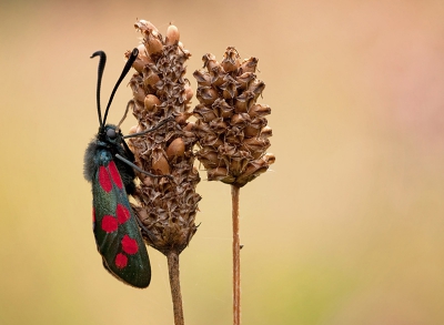 Fototas als steunpunt en reflectiescherm om met licht te spelen en wachten tot een "windstil" moment.
