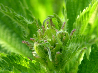<i class='fa fa-user'></i> Marijke | Grote Brandnetel  <i class='fa fa-eye'> 219</i>   <i class='fa fa-comment-o'> 3</i>