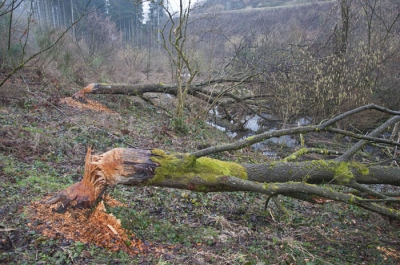 Weer donker en miezer regen 
Wij hebben een vakantiewoning in de ardennen,waar nu sinds een aantal jaar de bever in opmars is.
Een schitterend dier om te volgen hoe hij iedere keer weer een andere dam heeft gemaakt en bomen heeft omgeknaagd