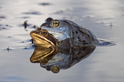 Nature picture: 3. Rana arvalis / Heikikker / Moor Frog