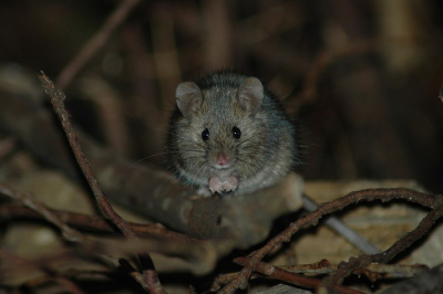 Nieuwsgierig blik volgde mij  bij het voeren van de kippen. Jammer dat ze zich zo snel voortplanten, anders was 'ie welkom.