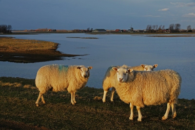 Deze schaapjes stonden in het warme licht van de ondergaande zon, op de Inlaagdijk langs dit natuurgebied.