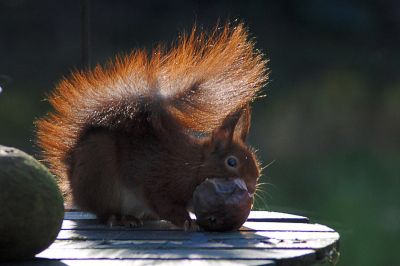 Ik zat bij mijn opa en oma ik de kamer, toen er een eekhoorn op het tafeltje ging zitten. Ik maakte daarvan dus een heleboel foto's, met mijn nieuwe Nikon D3000!