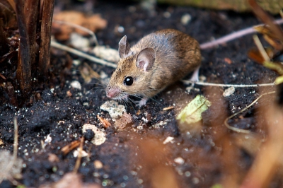 in de border, voorzichtig dichtbij geslopen.
De muis scharrelde door de tuin, en at vh vogelvoer.