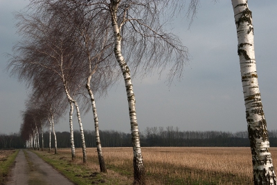 Vlak over de grens sluit het Ammeler Venn aan op het Haaksbergerveen. Dit boerenpad leidt naar het Venn op de achtergrond. Plots kwam de zon door en maakte deze berken van zilver.
