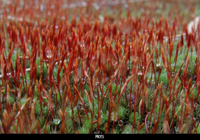 Op de grond liggend, met de camera op een rijstzak, in de motregen