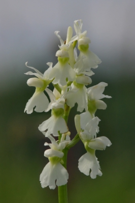 <i class='fa fa-user'></i> fransz | Mannetjesorchis  <i class='fa fa-eye'> 249</i>   <i class='fa fa-comment-o'> 1</i>