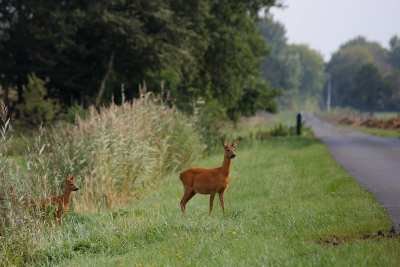 De waakzame moeder

Bovenstaande foto is bij mij in de buurt, vanuit de mobiele kijkhut, genomen; n van de allereerste met mijn toen recentelijk aangeschafte Canon 100-400L IS lens. Op dat moment had ik nog de EOS 400D camera; de 50D was in bestelling. Deze waakzame moeder kwam met twee jongen langs het maisveld en kwam als eerste uit de dekking om te checken of de weg wel vrij was. Mooi om waar te nemen. Op dit moment zijn de reen nog wintergrauw maar toen, in september vorig jaar waren ze prachtig van kleur.