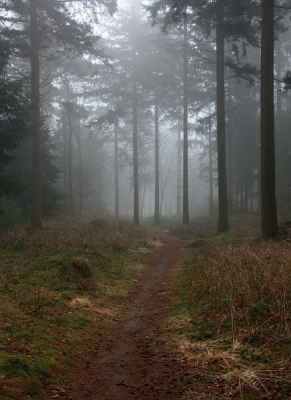 In Drenthe vandaag mistig en grijs. De sfeer in het bos vind ik dan altijd iets mysterieus hebben.
