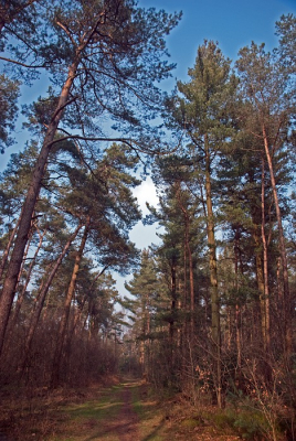 Het Lntener Wald ligt ten westen van het Haaksbergerveen en bestaat uit naaldbos, eikenbos, gemengd bos en vennetjes. Het omringende gebied is pleisterplaats voor kraanvogels. Er was nog niet veel voorjaar te bekennen dus wat studies gemaakt van bospaadjes. Dit is er n van.