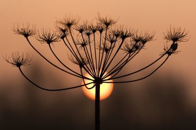 Op een koude maar mooie ochtend, nog een beetje mistig en een opkomende zon. Gekozen voor een laag standpunt vanwege plaatsing zon