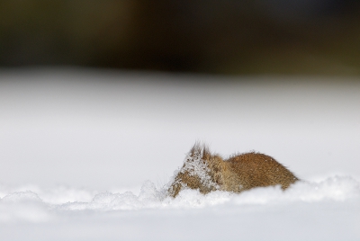 Als ze naar zaadjes zoeken graven ze niet echt.
Maar lopen over de hardere sneeuw met de neus daar net boven.
Zodat de neeuw over ze heengaat.
Hier nog wel wat te zien van het beestje.