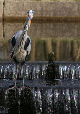 Blauwe reiger stond te jagen vanaf het kunstmatige watervalletje. Genomen met camera steunend op het hekje.