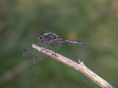 <i class='fa fa-user'></i>&nbsp;Paul Cools&nbsp;| Zwarte Heidelibel&nbsp; <i class='fa fa-eye'>&nbsp;107</i> &nbsp; <i class='fa fa-comment-o'>&nbsp;2</i>