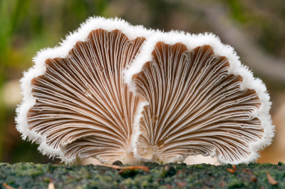 Een beetje aan het stoeien geweest in een donker bos met de rijstzak op een dikke boomstam. Nog nooit zoveel paddenstoelen gevonden als vorig jaar. Ik vind dit een prachtige soort  om te fotograferen.