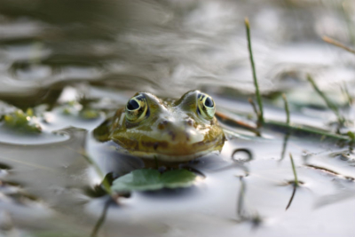Tegen de avond lag deze kikker te brullen in een poel tezamen met tientallen anderen.