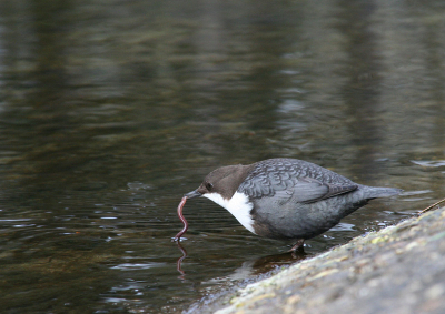 Ik lag op de grond met mijn camera steunend op mijn rugzak, terwijl de waterspreeuw langzaam maar zeker dichterbij kwam. Op een gegeven moment viste hij vlak voor mijn neus een wormpje uit het water, maar blijkbaar hield hij er niet van, want kort daarna werd deze gladde jongen weer vrijgelaten.