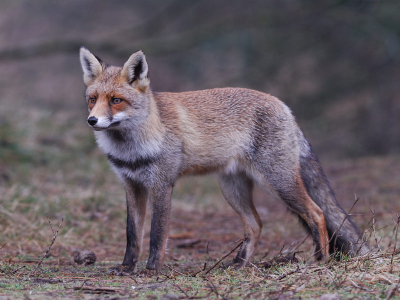 Wederom erg dichtbij komend.
Soms zijn ze niet te vinden en soms struikel je er bijna over.Het zijn zulke ongelooflijk mooie dieren.
