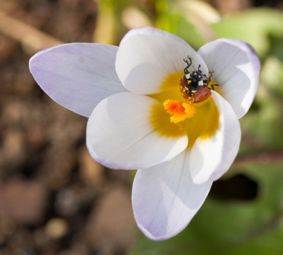Een van de eerste mooie dagen - een mooie aanleiding om dan in de tuin door de knieen te zakken - en dan zie je ineens overal lieverheersbeestjes...